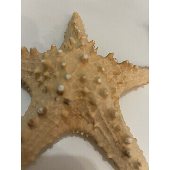 7” Old Knobby Starfish From The Sea Nautical Decor Beach House - Picture 3 of 4